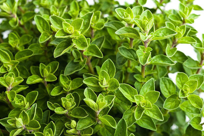 CYBEXIS ATS-16 - Italian Oregano - (150 Seeds) Seed(150 per packet)