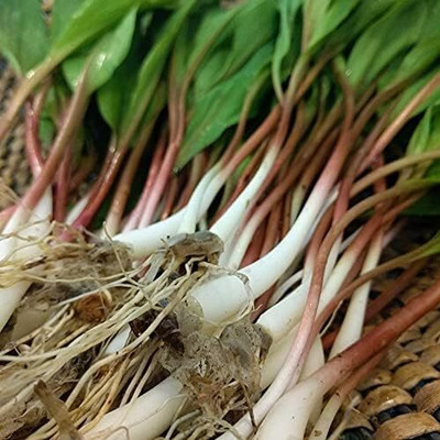 KNESSiN High Yield Wild Leek Seeds For Planting-(1200 Seeds) Seed(1200 per packet)