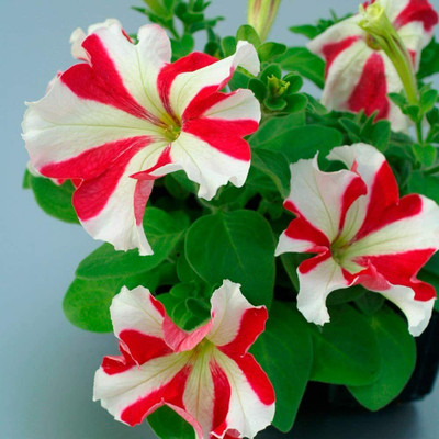 Aywal Petunia Multiflora Star Seed(20 per packet)