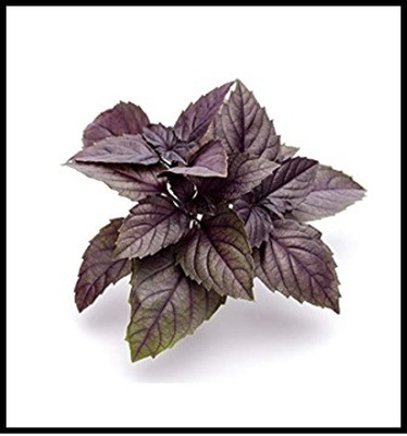 Qualtivate PUAS-74 Herb Basil Red Rubin Seed(1000 per packet)