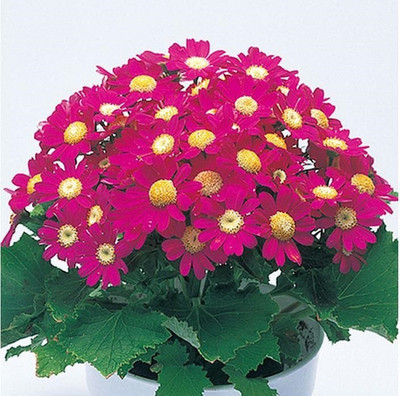 CEZIUS Cineraria Early Perfaction Rose Flower Seed(70 per packet)