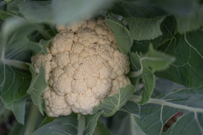 Kofy white cauliflower,gobhee seeds Seed(14 per packet)