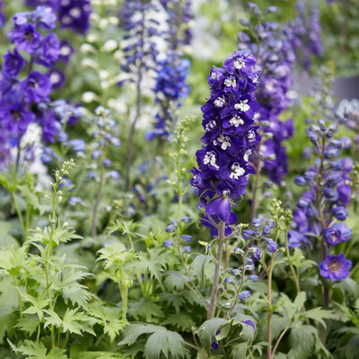 Biosnyg Delphinium Magic Fountain Series Flower Seeds -Sky Blue[100 Seeds] Seed(100 per packet)