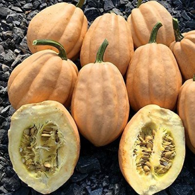 CYBEXIS HUA-14 - Baked Potato Winter Squash - (225 Seeds) Seed(225 per packet)