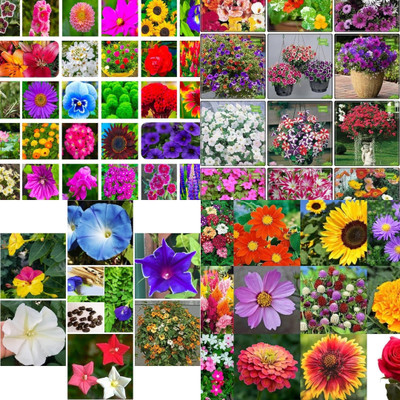 ibains Flower mix seeds biij 200 Seed(200 per packet)