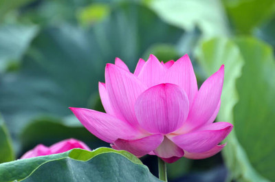 CosaCentrum lotus,kamal gatta Seed(11 per packet)