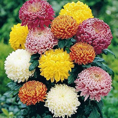 ibains Chrysanthemum plants seed Seed(57 per packet)