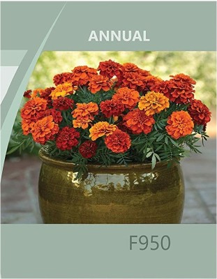 VibeX ® XLR-634 F1 French Marigold Seeds Seed(500 per packet)