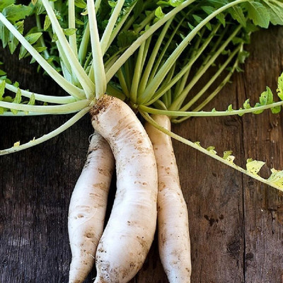 Qualtivate DXL-2AT Japanese Minowase Daikon Radish Seeds Seed(300 per packet)