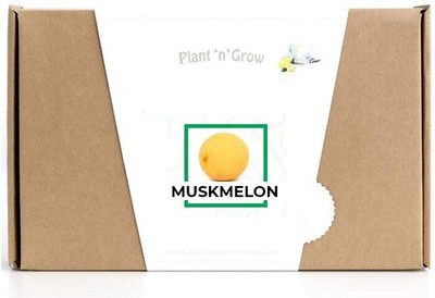 CYBEXIS Musk Melon100 Seeds Seed(100 per packet)