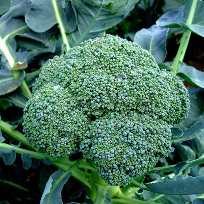 CYBEXIS Seeds Jinxiu Broccoli2000 Seeds Seed(2000 per packet)