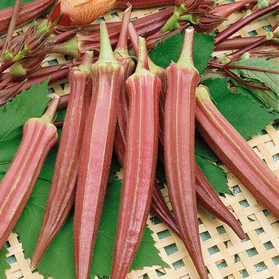 Quentova Jing Red Okra Seeds-NDIR-5P Seed(200 per packet)