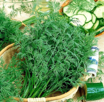 Quentova Garden Dill - Croesus - Anet Dill - Anethum Graveolens-NDIR-3L Seed(200 per packet)