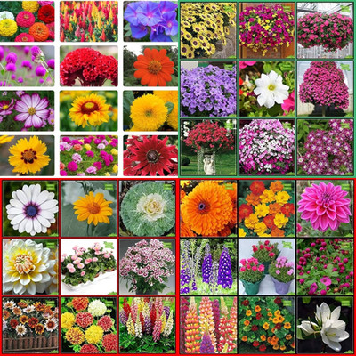 ibains Beej flowers biij 201 Seed(201 per packet)