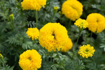 ACCELCROP marigold/gende ka phool flower seeds Seed(50 per packet)