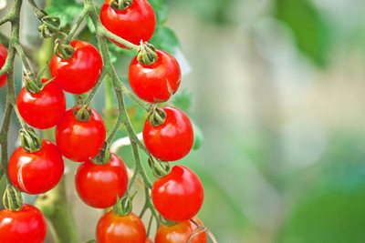 SGPM Collections tomato Seed(130 per packet)