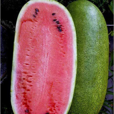 CYBEXIS NDIR-51 - Watermelon Charleston Grey Green - (1350 Seeds) Seed(1350 per packet)