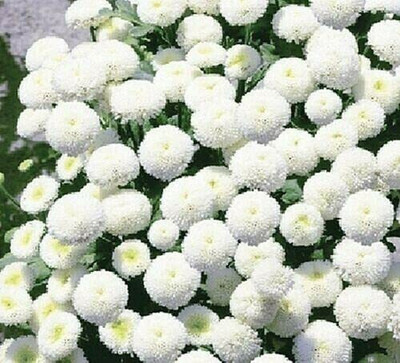 CYBEXIS Single White Chrysanthemum Seeds Seed(1 g)