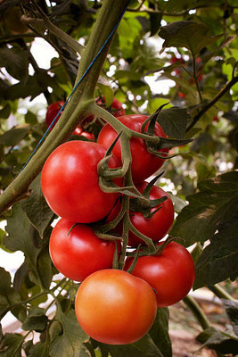 Pivotal Life tomato Seed(75 per packet)