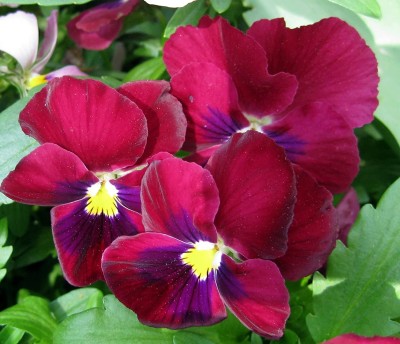 Aywal Pansy Butterfly Beautiful Flower Seeds In Different Colors F1 Hybrid Seed(60 per packet)