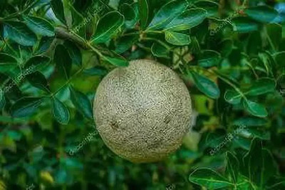 Aro Wood apple, Bel fruit, Kaitha, Katbel, Beal Fruit Seed(22 per packet)