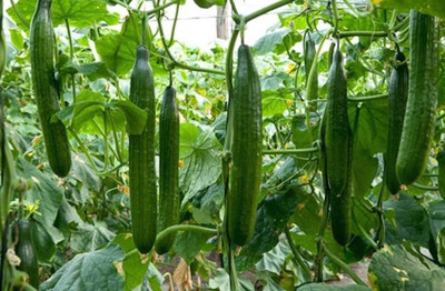VibeX ® LXI-591 Cucumber Chinese Long for Salads Seed(200 per packet)