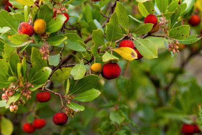 MAA LITCHI,LICHEE,LYCHEE Seed(11 per packet)
