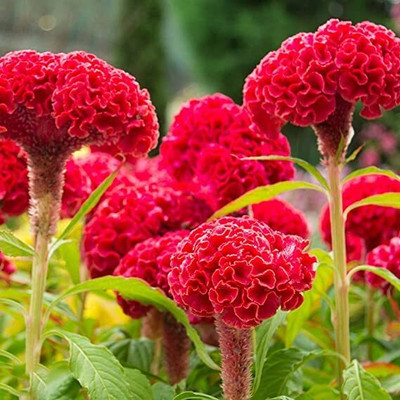 Lorvox Cockscomb Hybrid Flower Seed(80 per packet)