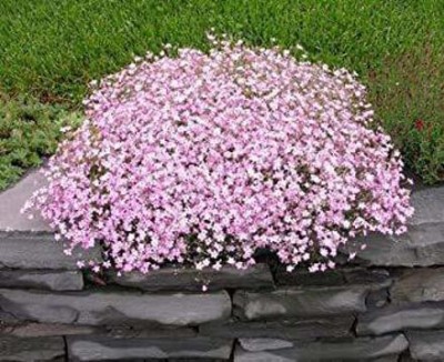 ACCELCROP Gypsophila Plant Seeds F1 Hybrid Flower seeds Winter flower Seed(42 per packet)