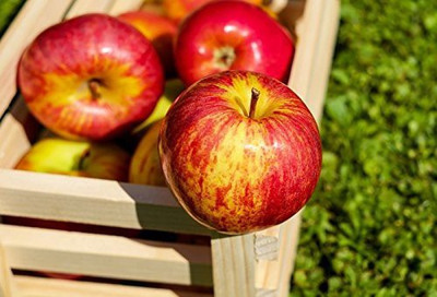 Aywal HYBRID FRESH RED APPLE Seed(11 per packet)