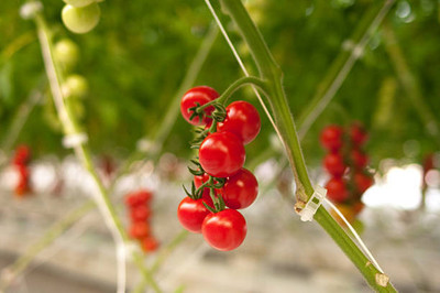 XOLDAA tomato Seed(100 per packet)