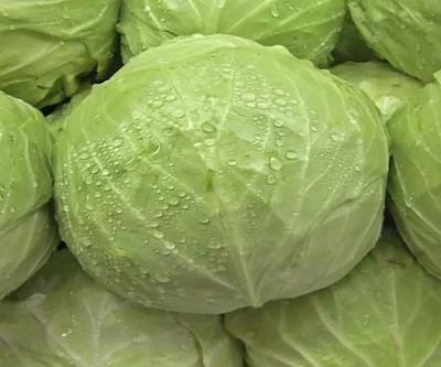 MYLAWN Round Shape Green Ball Style Cabbage Seed(50 per packet)