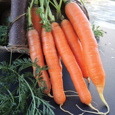 CYBEXIS Nelson Imported Carrot Variety1000 Seeds Seed(1000 per packet)