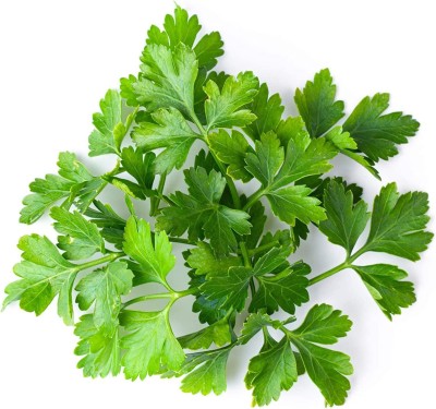 CYBEXIS HUA-65 - Italian Flat Leaf Parsley - (250 Seeds) Seed(250 per packet)