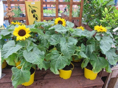 BDSresolve Sunflower seeds PACK OF 17 Seed(17 per packet)