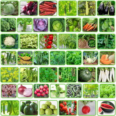 Greenery Hub 45 Varieties Vegetable Seeds Combo 2499+ seeds Seed(45 per packet)