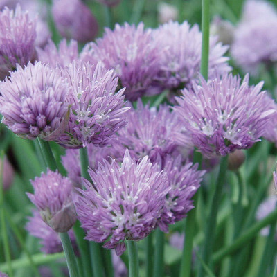 CYBEXIS XL-97 - Organic Chives - (2250 Seeds) Seed(2250 per packet)