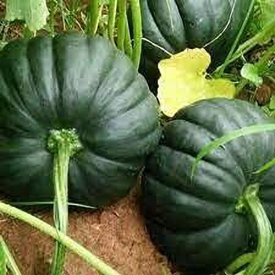 Aywal Pumpkin High Germination Seed(12 per packet)