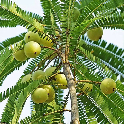 Aro Gooseberry, Amla Seed(13 per packet)