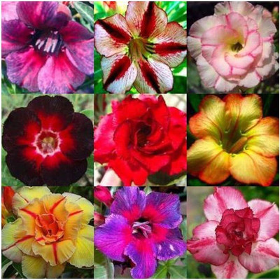 Qualtivate LXI-9 Adenium obesum Mixed Colours Seed(30 per packet)
