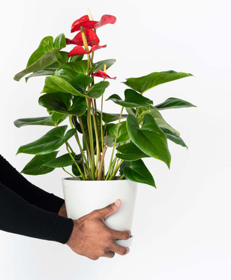 BDSresolve anthurium seeds Seed(21 per packet)