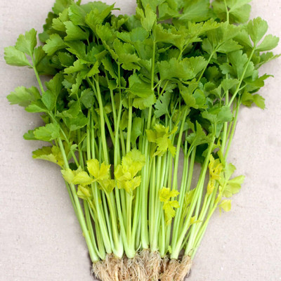 Qualtivate PAU-10 Chinese Celery Seeds - Yellow Stem Seed(500 per packet)