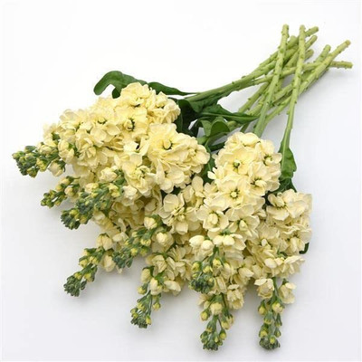 KANAYA Stock Matthiola F1 Hyybrid Flower Seed(80 per packet)