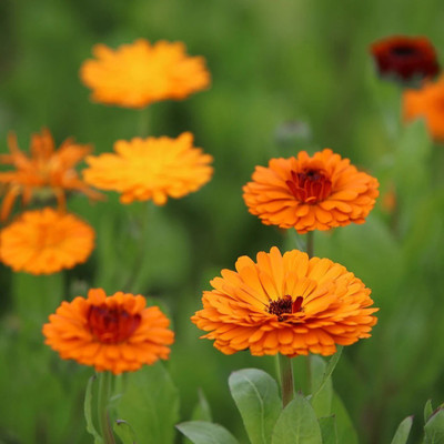 Lippy Calendula organic flower Seed(100 per packet)