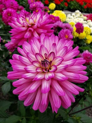 Qualtivate PAU-501 Giant Dahlia Flower Seeds Seed(50 per packet)