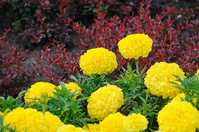 Guerciotti marigold/gende ka phool flower seeds Seed(75 per packet)