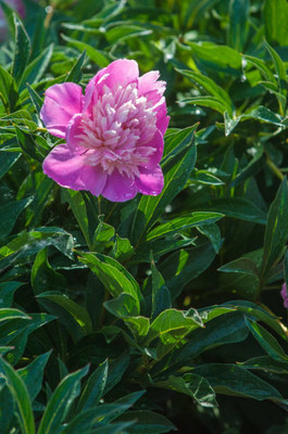 XOLDAA balsam frower Seed(15 per packet)