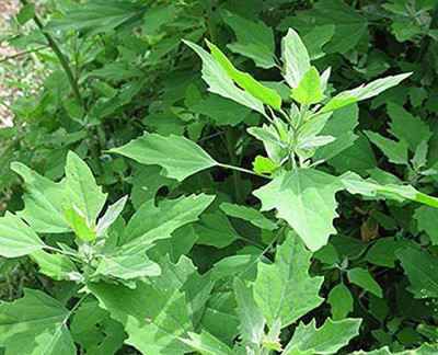 Aywal Bathua Saag Seed(500 per packet)