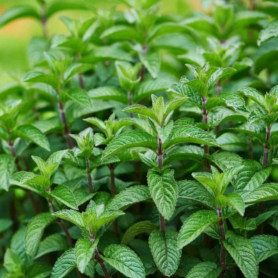 LPR PUDINA,MINT Seed(20 per packet)