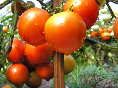 DESIILAAZ tomato Seed(95 per packet)